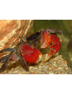 Sesarma Mederi Moshi (Crabe à pinces rouges)  2cm