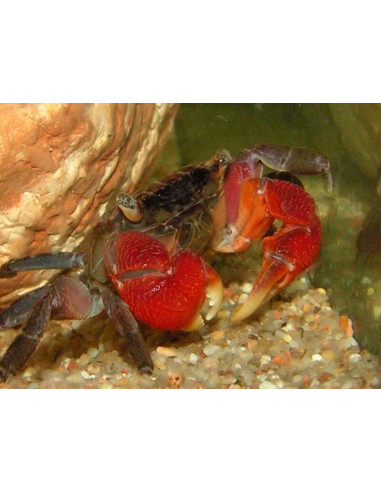 Sesarma Mederi Moshi (Crabe à pinces rouges)  2cm