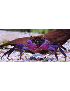 Crabe Vampire Purple (Geosesarma Species) 2 cm