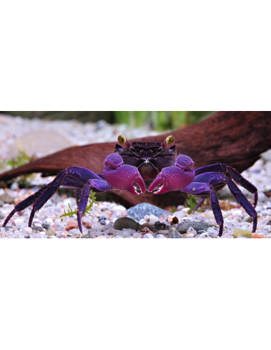 Crabe Vampire Purple (Geosesarma Species) 2 cm