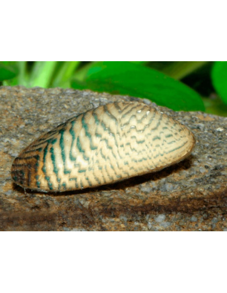 Scabies crispata (Moule d'eau douce) 3 cm