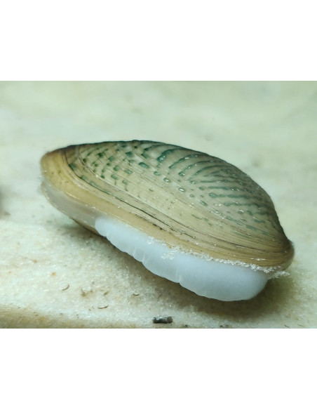 Scabies crispata (Moule d'eau douce) 3 cm
