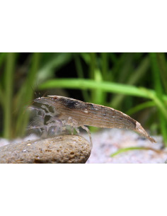 Atyopsis moluccensis Brune - Crevette bambou 3.5cm