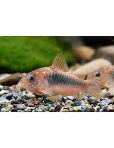Corydoras Aeneus - 2,5 cm