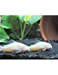 Corydoras Aeneus Albinos - 2,5 cm