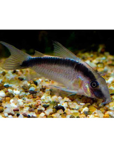 Corydoras Arcuatus - 3 cm