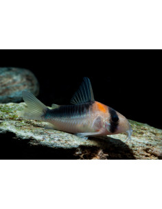 Corydoras Duplicareus - 2,5cm