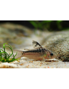 Corydoras Elegans - 2,5cm