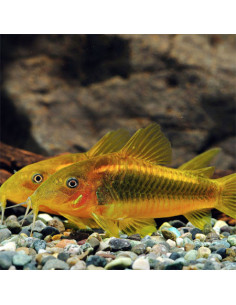 Corydoras aeneus GOLD-SHOULDER 3,5 cm