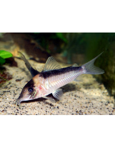 Corydoras imitator - 3,5 cm