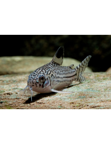 Corydoras Julii - 2cm