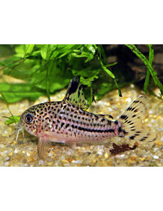 Corydoras leopardus - 3,5cm