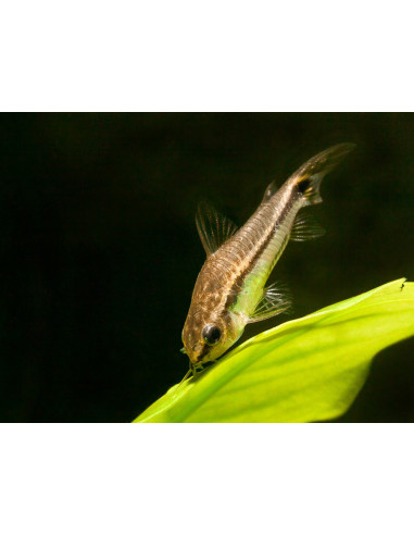 Corydoras pygmaeus (Corydoras nain) 1,5cm