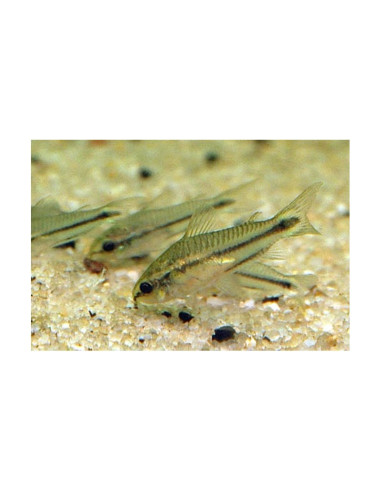 Corydoras pygmaeus (Corydoras nain) 1,5cm