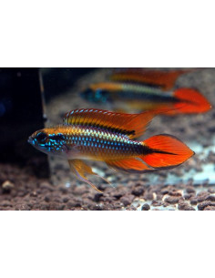 Apistogramma Agassizii Double Red - 3cm