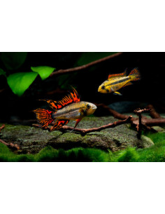 Apistogramma cacatuoides double red  4-5 cm