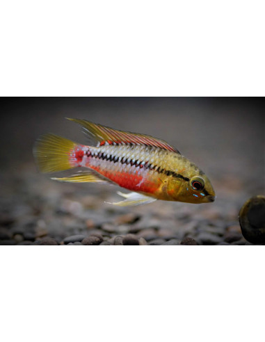 Apistogramma hongsloi 3 cm