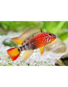 Apistogramma macmasteri 3,5 cm