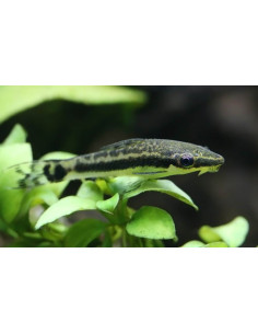 Otocinclus Affini 2,5 cm