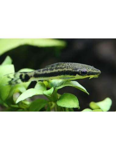 Otocinclus Affini 2,5 cm