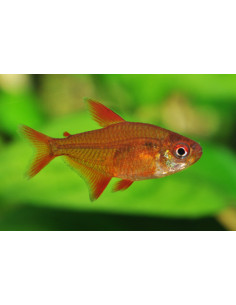 Hyphessobrycon sp. "Muzel Red Cherry 2.5cm