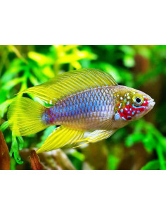 Apistogramma borelli Opal 2,5cm