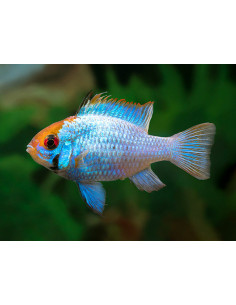 Mikrogeophagus Ramirezi electric blue 2,5 cm