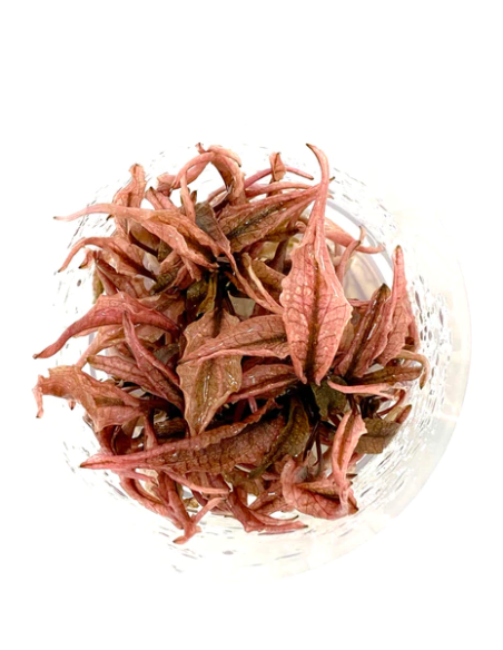 Cryptocoryne Wendtii "Pink Panther"