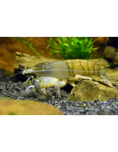 Atyopsis Gabonensis  - Crevette Balai 7-8,5 cm