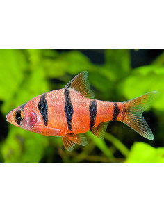 Desmopuntius hexazona (Barbus) 2,5cm