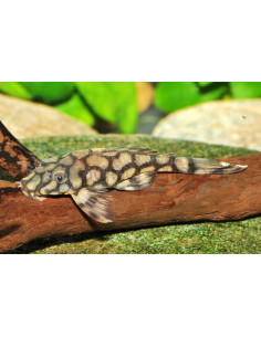 L519 Ancistrus sp. "Rio Itenez"  3-4cm