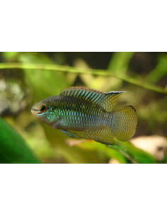 Laetacara curviceps 3cm