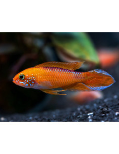 Apistogramma Agassizi Fire Red  3,5cm