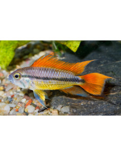 Apistogramma cacatuoides Orange 4,5 cm