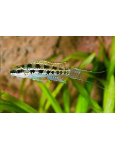 Dicrossus filamentosus 3cm