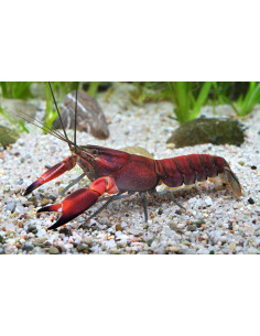 Ecrevisse Cherax boesemani red brick