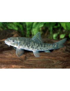 Garra rufa - Poisson-docteur 2cm