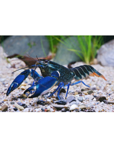 Ecrevisse Cherax Blue Moon