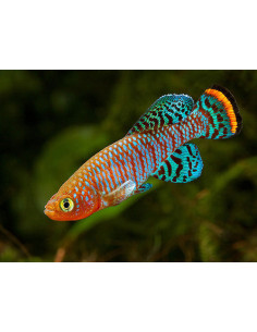 Nothobranchius rachovii mâle 3 cm