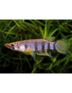 Epiplatys dageti monroviae 2,5cm