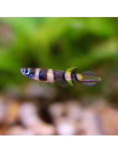 Epiplatys annulatus 1,5cm