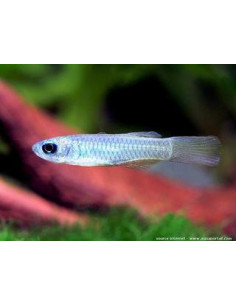 Aplocheilichthys normani (yeux bleus) 1,5cm