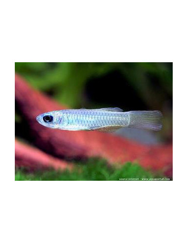 Aplocheilichthys normani (yeux bleus) 1,5cm