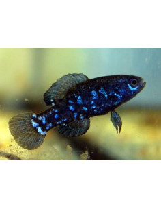 Elassoma evergladei 3cm