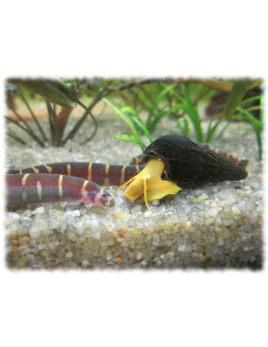 Tylomelania  Yellow Rabbit 3cm