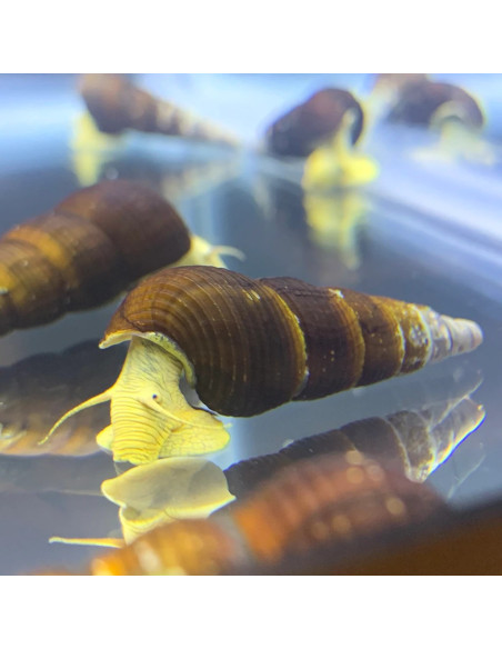 Tylomelania  Yellow Rabbit 3cm