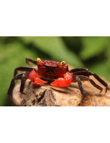 Crabe Vampire Red Devil (Geosesarma Species) 2 cm