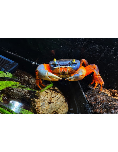 Cardisoma armatum (crabe tricolore) 5-5,5 cm