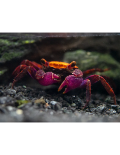 Crabe Vampire Orange/Black (Geosesarma Species) 2 cm