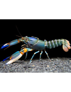 Ecrevisse Cherax Alyciae 5-5,5 cm
